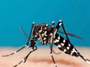 aedes-mosquito