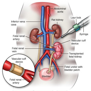 Ganogen-Tech-Diagram